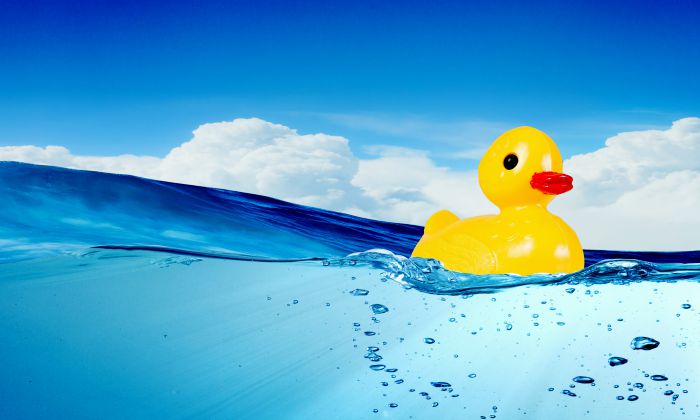 Yellow rubber duck toy floating in water